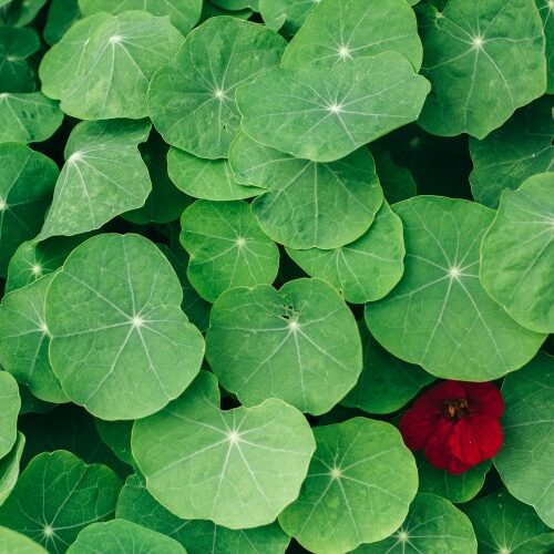 pennywort